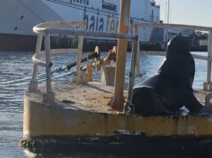 Buscan a lobo marino de Topolobampo para atenderle lesión A través de redes sociales el síndico de Topolobampo habló sobre el caso.
