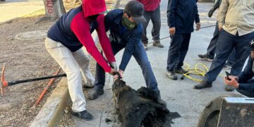 La paramunicipal reiteró el llamado a la población para evitar el arrojo de desechos al alcantarillado y prevenir derrames en la vía pública.