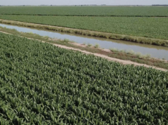 Tecnificación hidroagrícola en Sinaloa elevará la productividad: Rocha