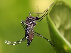 Ante incremento de casos de dengue, llama alcalde de Ahome a la población a fortalecer la prevención