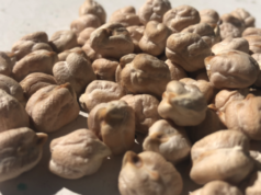 Realiza SAyG gestiones para promover la exportación de garbanzo sinaloense a Argelia