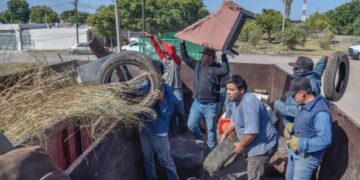 La directora María Isabel Astorga Soto informó que este 30 de abril se recolectarán criaderos en sectores como Álamos Country y Residencial Alameda, mientras que la fumigación se realizará de forma progresiva a partir del lunes.