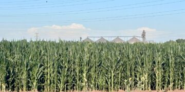 La estrategia simplificada busca completar el padrón de beneficiarios y establece bases de comercialización anticipada para asegurar el ingreso de las familias agricultoras.