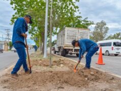 Avanza programa de bacheo y rehabilitación de banquetas con enfoque ecológico en Los Mochis El alcalde Antonio Menéndez informó que los trabajos de mejora en pavimentos y aceras priorizan ahora la arborización con especies endémicas (como amapa y guayacán) y la accesibilidad peatonal.