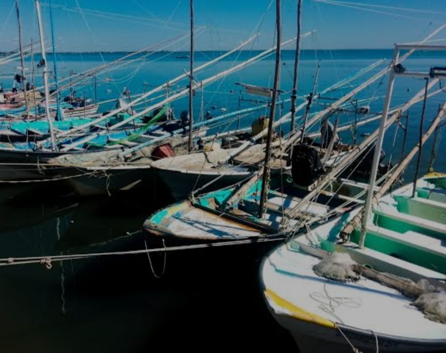 AHOME PESCA 29 MAYO José Alfonso Chaparro Bojórquez, dirigente de la Federación de Pescadores Siglo XXI, urgió a revisar los periodos de veda mediante estudios científicos, ya que alternativas como el botete y el callo de hacha son insuficientes.