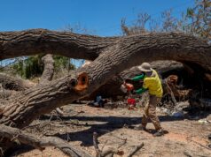 Trabaja gobierno de Guasave en retiro de álamo quemado en camino viejo a San Pedro