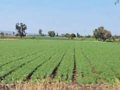 Lloviznas en El Carrizo traen alivio al campo, pero persiste incertidumbre por precios bajos Las primeras precipitaciones de la temporada levantaron el ánimo de productores, pero advierten que el agua no basta si los precios del grano siguen desfavorecedores.