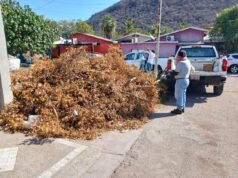 Servicios Públicos de Ahome y CFE coordinan esfuerzos para la poda de árboles que afectan el cableado eléctrico El director de Servicios Públicos Municipales, explicó que la dependencia a su cargo opera en áreas inferiores al no contar con una grúa de elevación, pero reiteró la disposición del Ayuntamiento para apoyar con personal en la ciudad y sindicaturas.