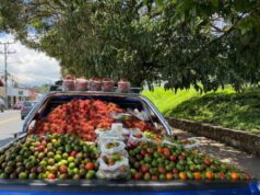 Con drones, se hacen recorridos en huertos de mango para evitar robos e incidencias: Alcalde de Ahome Las autoridades ajustarán los cuadrantes de patrullaje basándose en las inquietudes presentadas por los agricultores, garantizando una comunicación directa durante todo el ciclo de recolección.