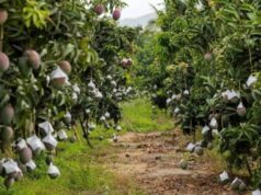 Sequía desploma la producción de mango al 50 por ciento en la región A pesar de este panorama adverso, los agricultores reportan que la falta de oferta nacional elevó los precios en campo hasta los 15 pesos por kilo.