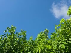 Hasta 42 grados y lluvias moderadas se esperan este martes en Sinaloa Cielo despejado a medio nublado y rachas de ciento de hasta 60 km/h se esperan este día en el Estado.