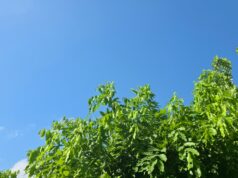 A 43ºC subirá el termómetro este jueves en Sinaloa Se esperan rachas de viento de 60 km/h y oleaje con 2 metros de altura.
