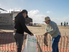 Recibe Guasave certificado de SEMARNAT y limpia playa Las Glorias Las actividades movilizaron a funcionarios, estudiantes de la UAdeO y miembros de la AARSP en 13 equipos para retirar microplásticos y residuos en Las Glorias, Boca del Río y La Ensenadita.